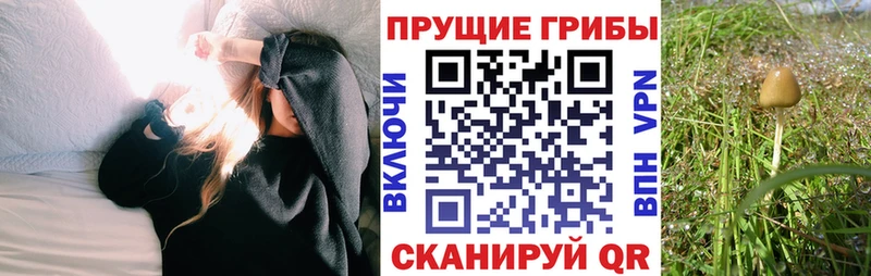 купить наркоту  Обь  Галлюциногенные грибы MAGIC MUSHROOMS 